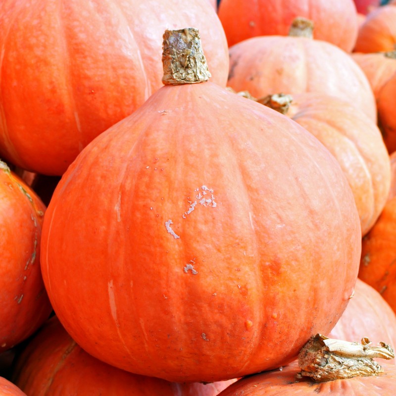 Fresh Organic Hokkaido Pumpkin (price per kilo)